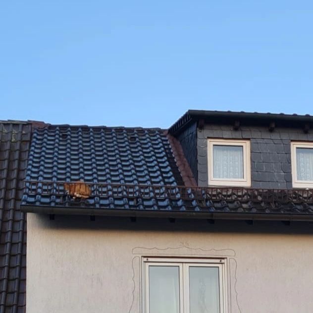 Kat­ze auf dem Dach